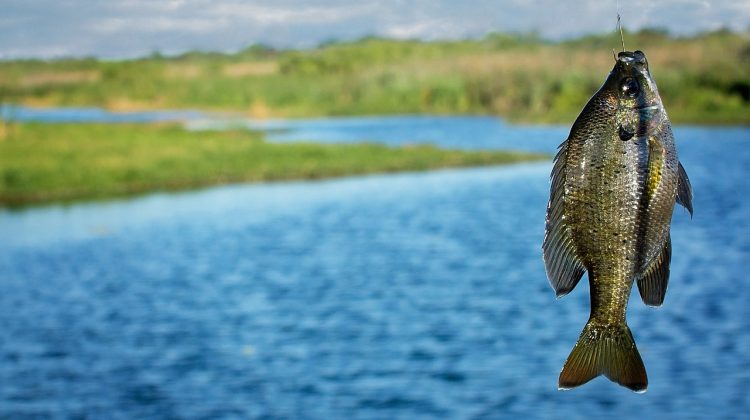 A Fish by Any Other Name (How to Understand Fish Names)